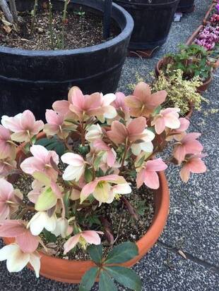 ベーリック・ホール　お庭のお花