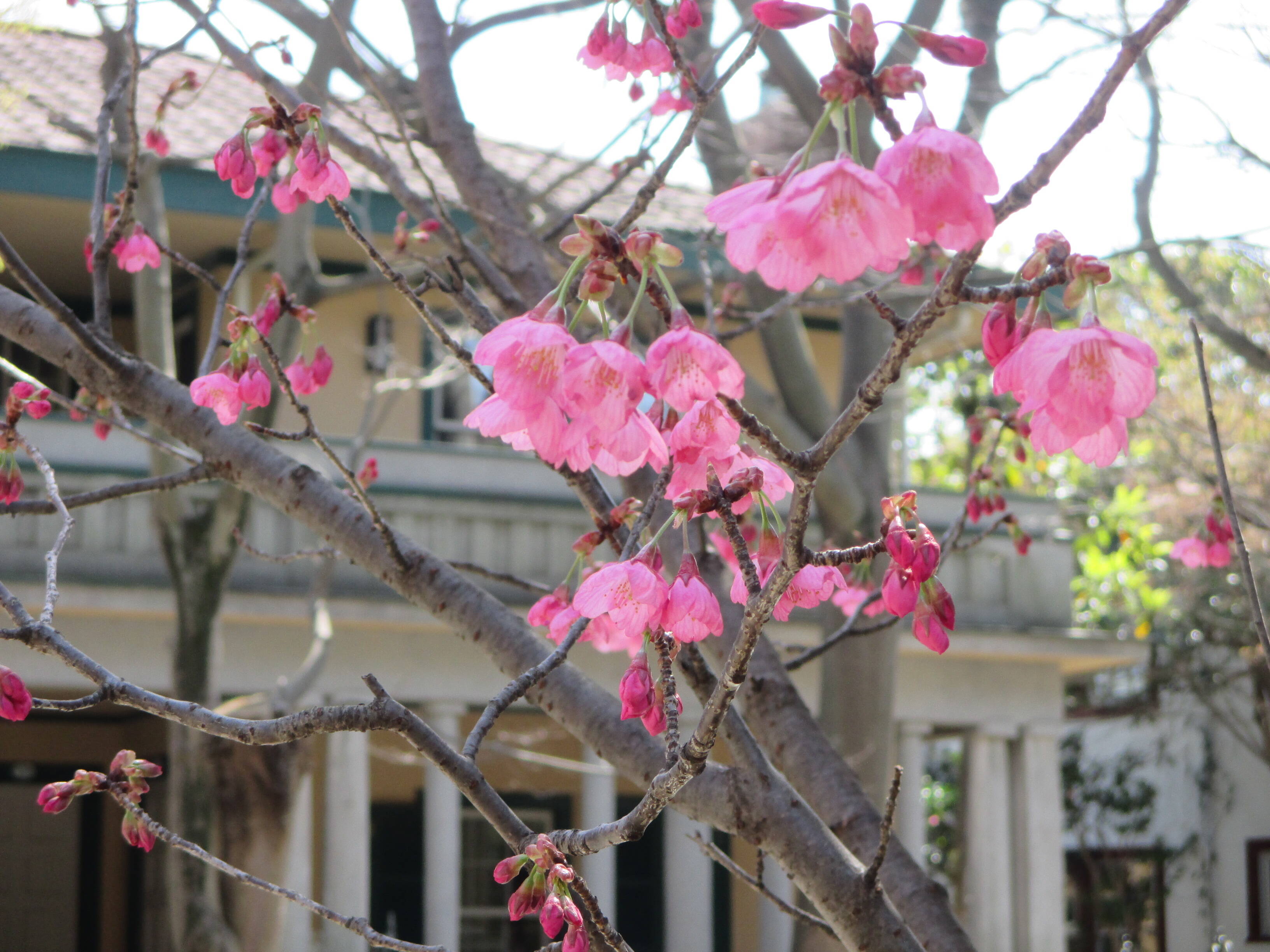  山手234番館　元町公園の桜開花情報【3/21】の写真