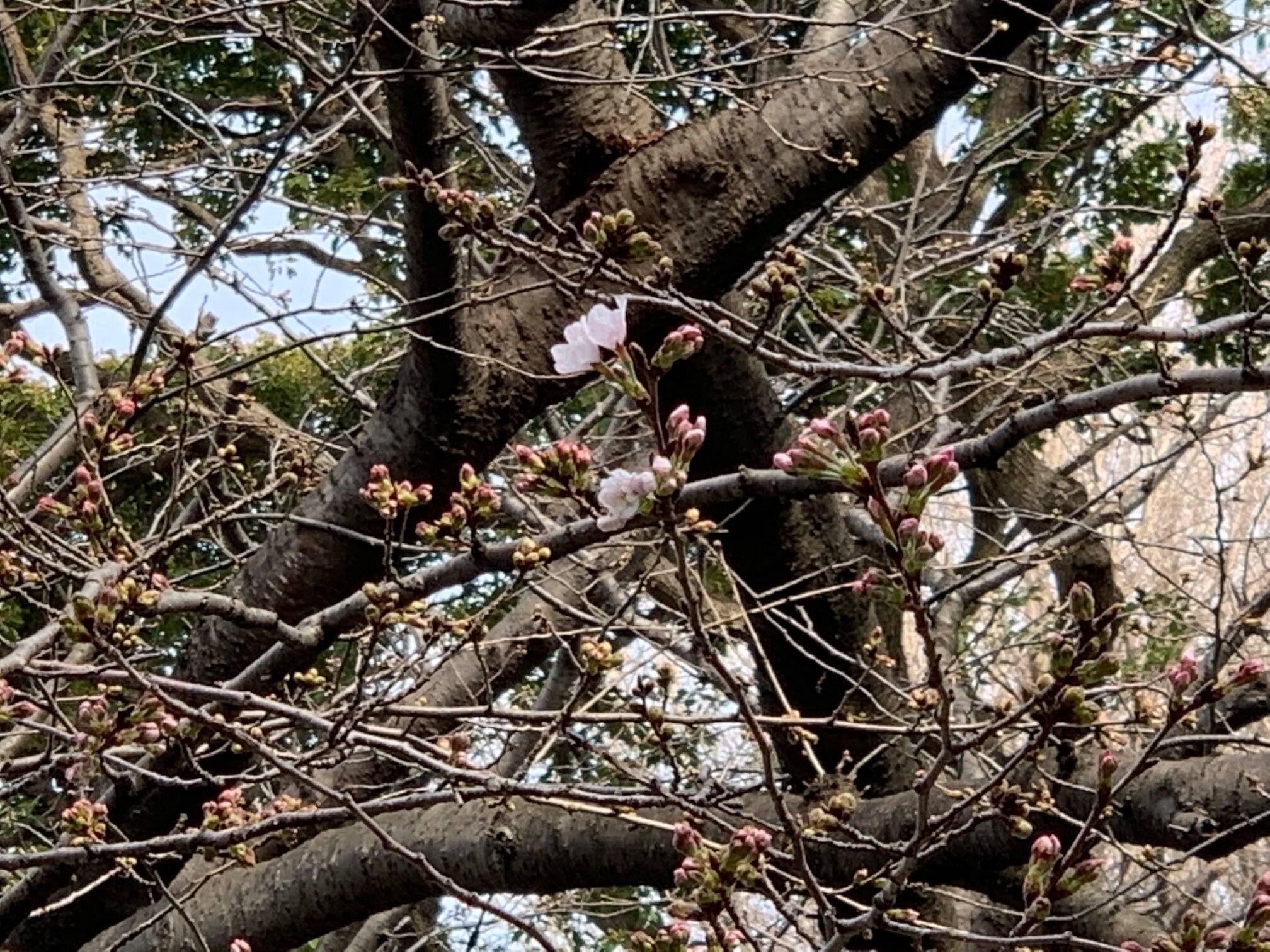 元町公園　桜開花情報【3/13】の写真