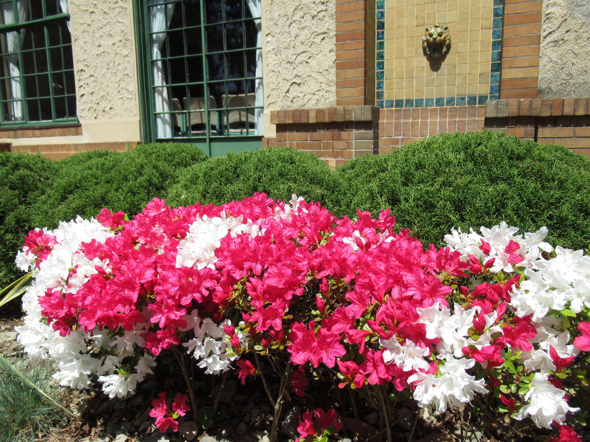 ベーリック・ホール　庭園のお花の写真