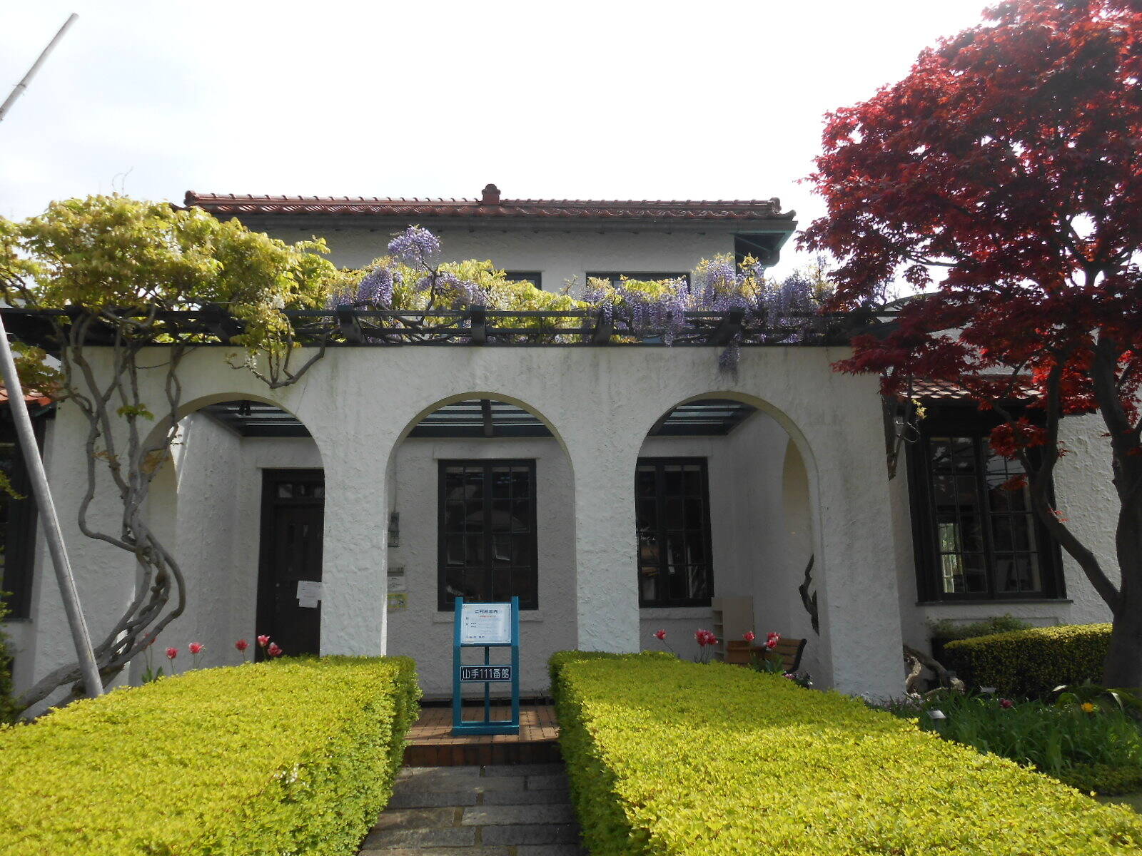 山手111番館 出猩々と藤の花の写真