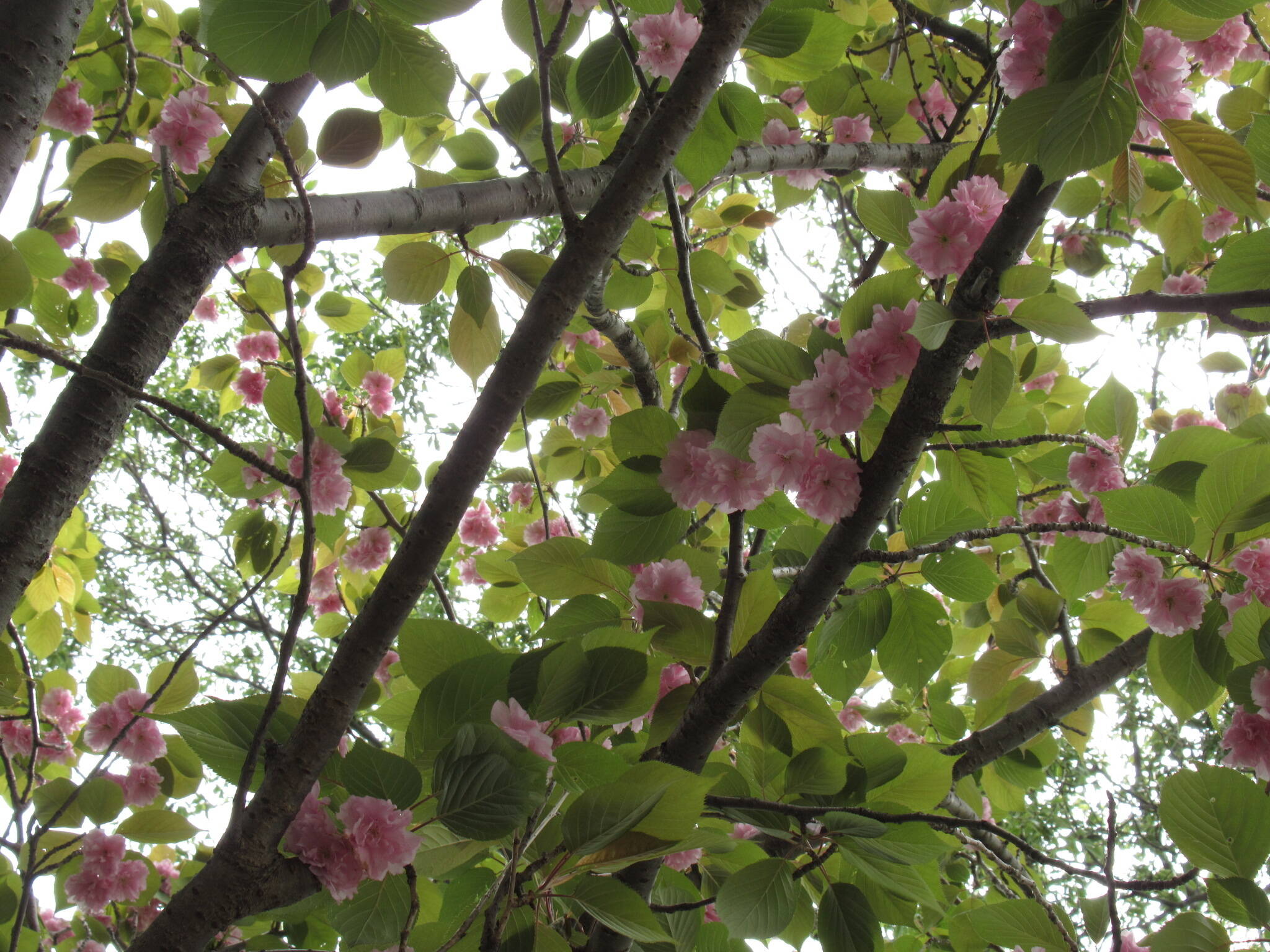 ベーリック・ホール 庭園の桜【4/21】の写真