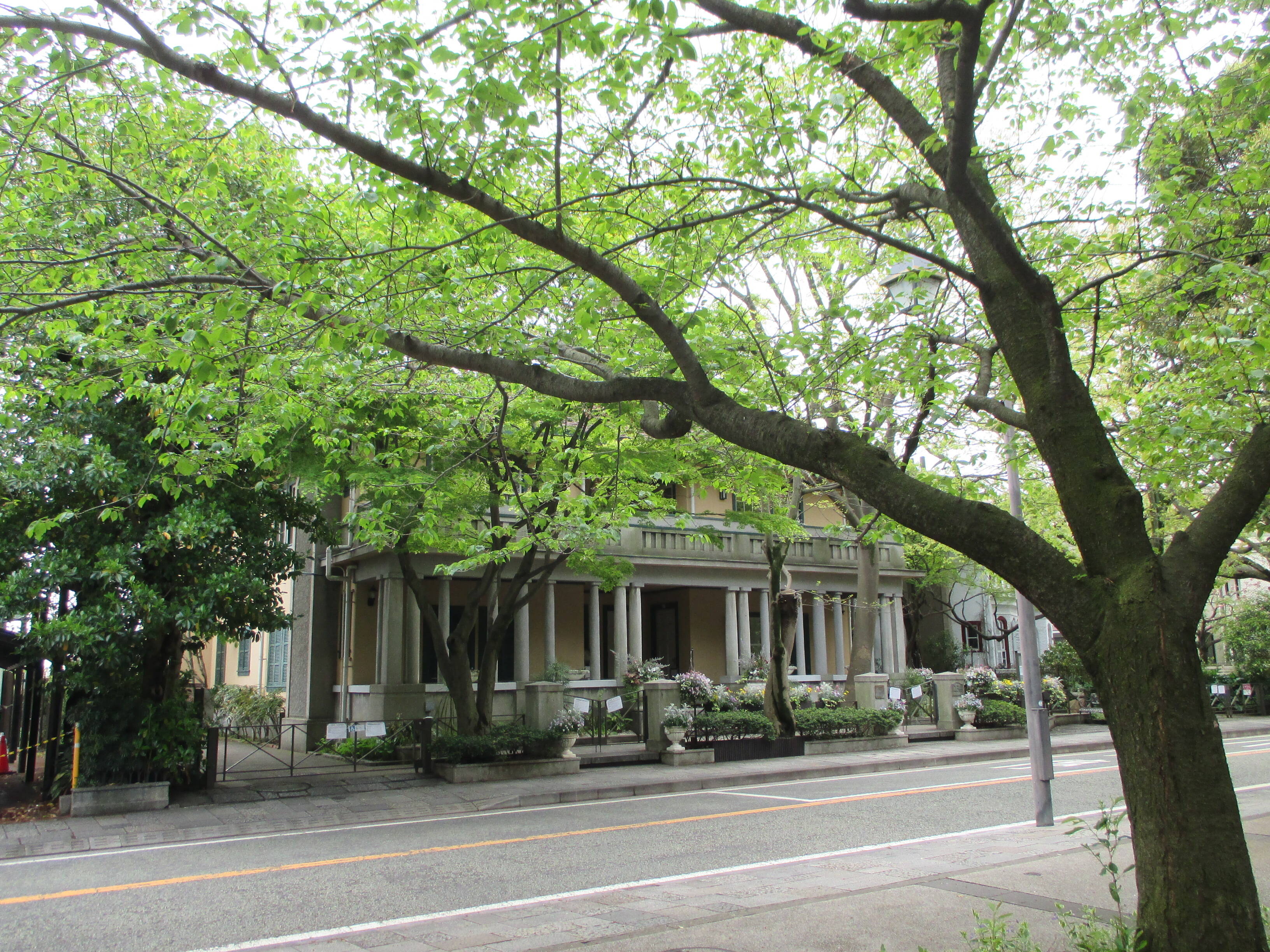 山手234番館　元町公園桜開花情報【4/21】の写真