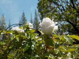 バラが咲き始めました。