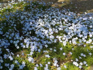 ブラフ18番館のお庭