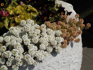 外交官の家のお庭で