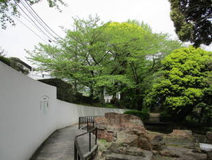 エリスマン邸 元町公園桜開花情報【4/21】