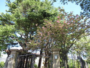 ベーリック・ホール 庭園のお花