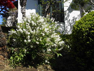 山手111番館　西洋館のお花たち