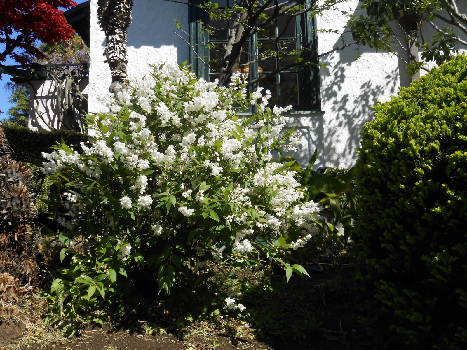 山手111番館 西洋館のお花たちの写真