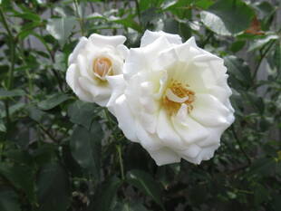 ベーリック・ホールのバラ