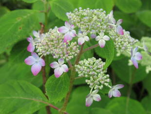 ベーリック・ホール　庭園のお花