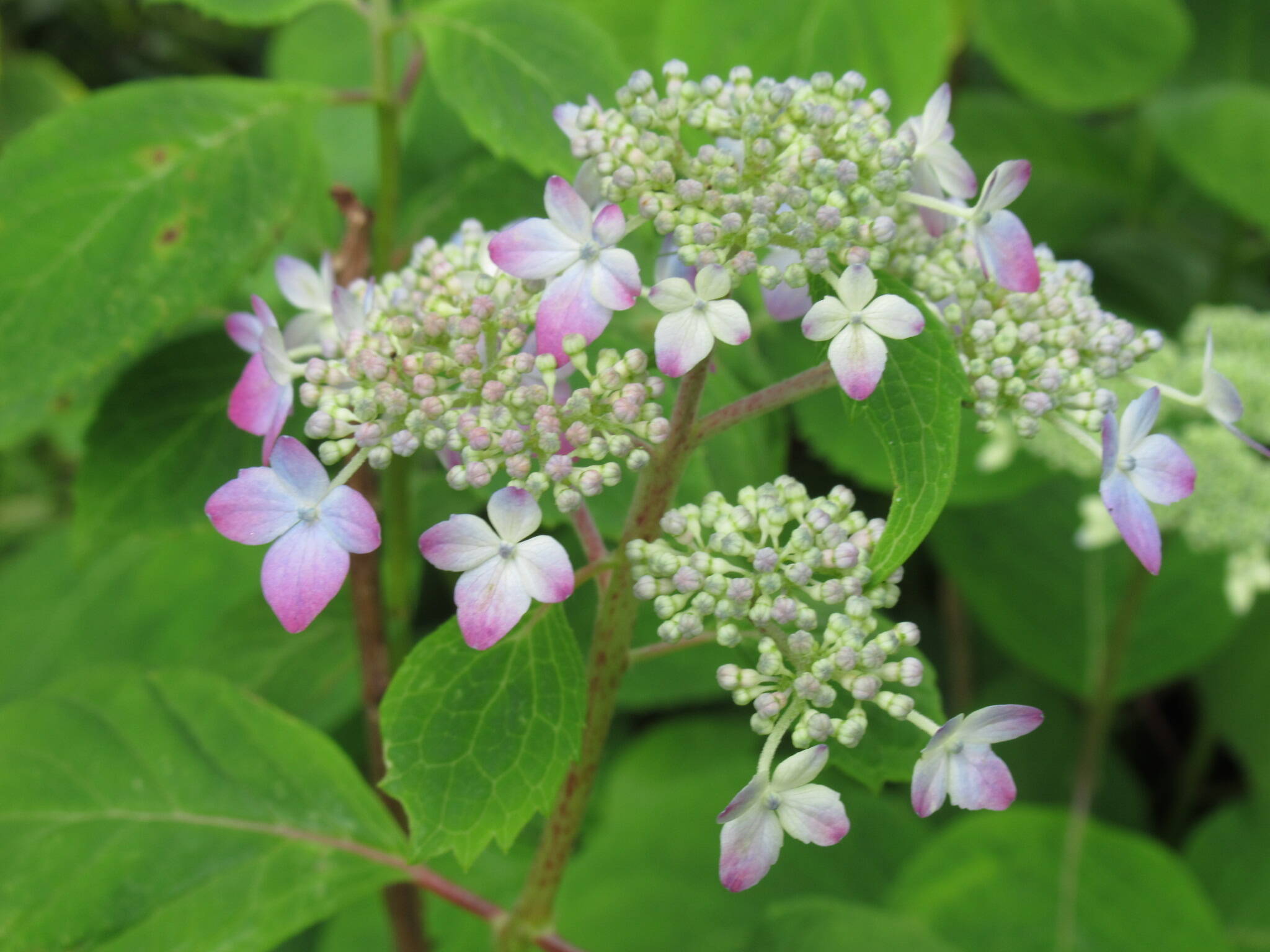 ベーリック・ホール　庭園のお花の写真