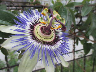 山手234番館のお庭から