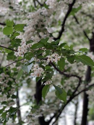 エリスマン邸 どちらも見ごろです