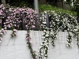 ブラフ18番館のお花