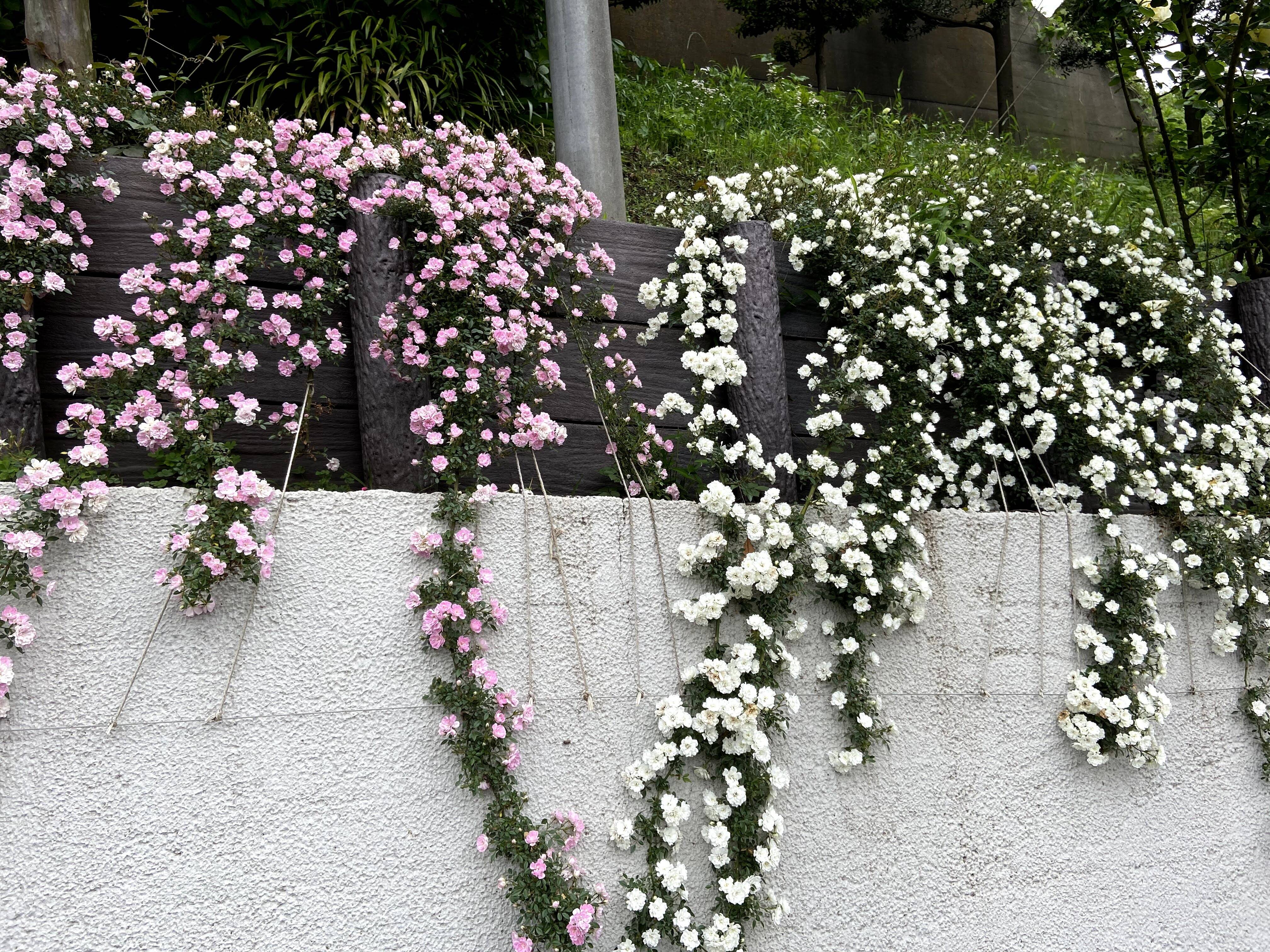 ブラフ18番館のお花の写真