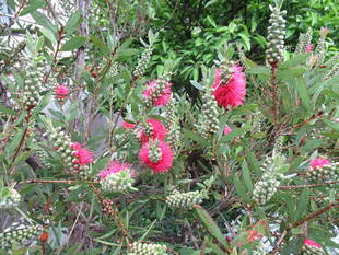 ベーリック・ホール　庭園の花