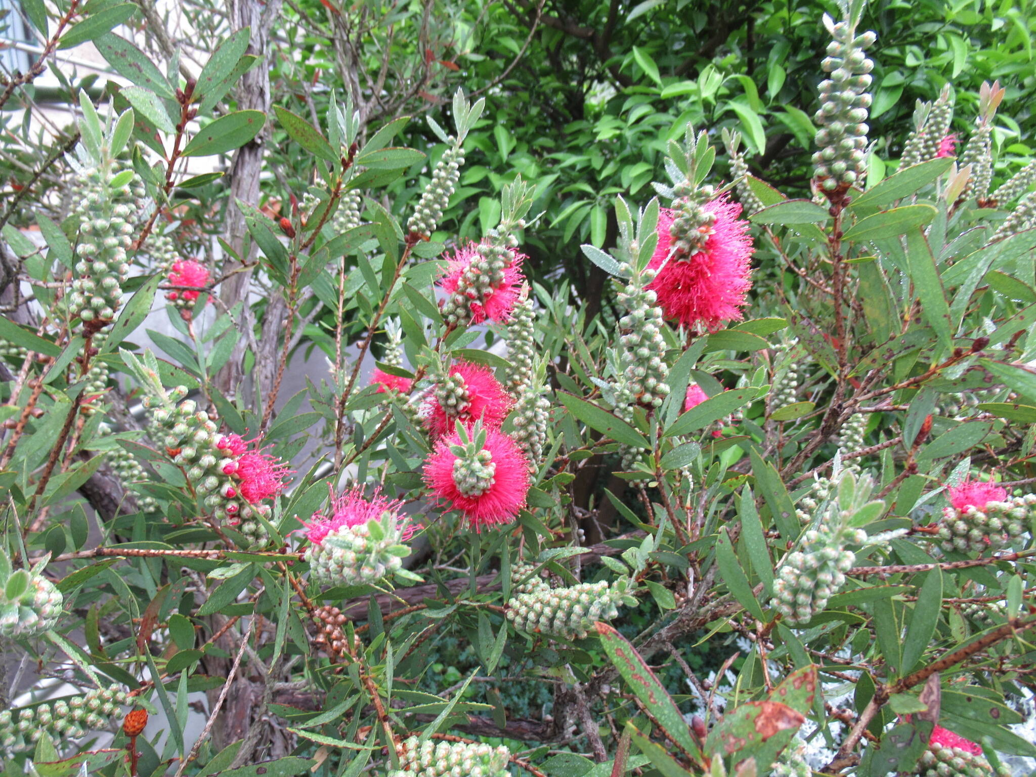 ベーリック・ホール 庭園の花の写真