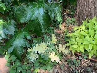 エリスマン邸の前庭より