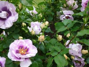 イギリス館のお庭から