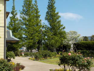 前庭に咲くバラ