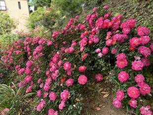 ブラフ18番館のバラ