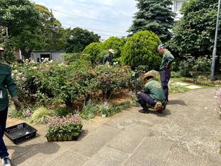 夏の草花を植えました。