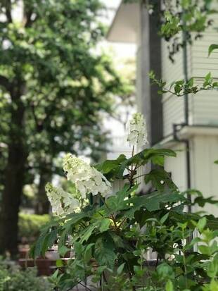 エリスマン邸　アジサイが咲いています