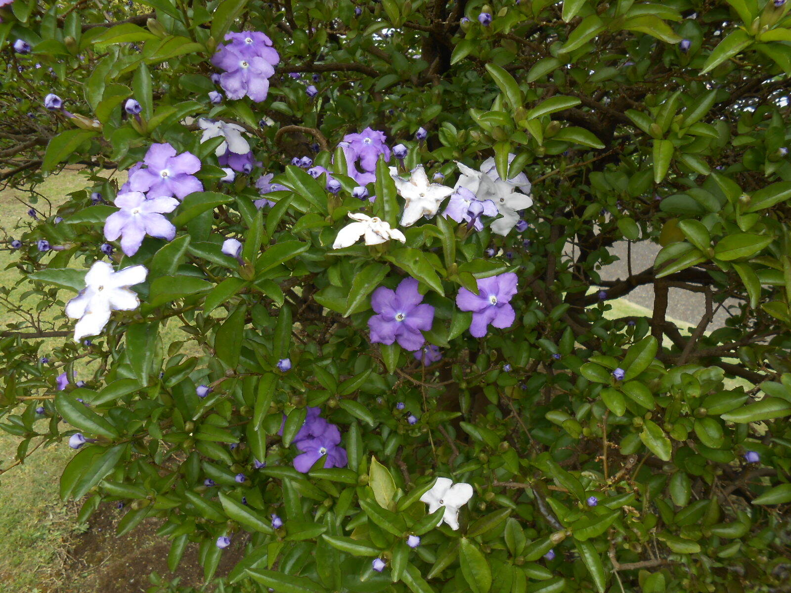 山手111番館のお花の写真