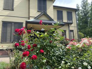 外交官のバラⅢ