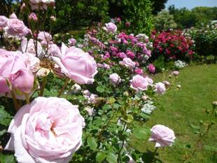 初夏のイギリス館のお庭