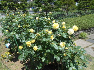 山手111番館のお花