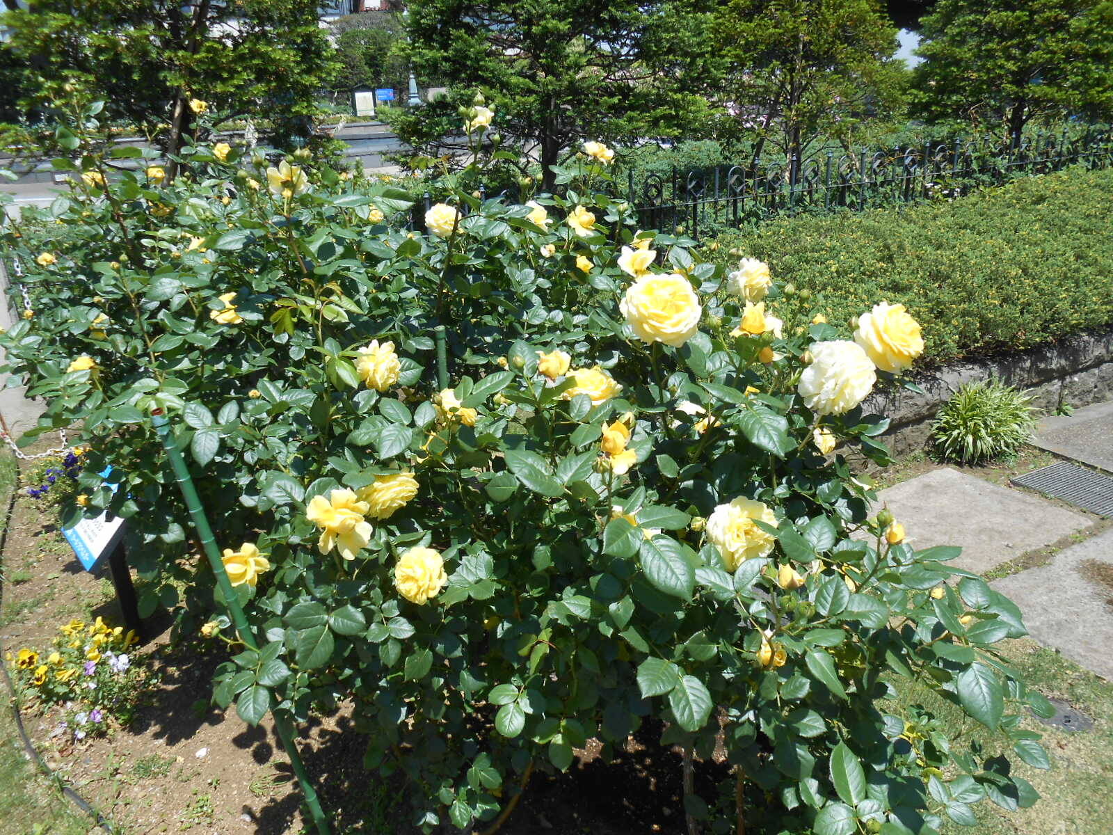 山手111番館のお花の写真