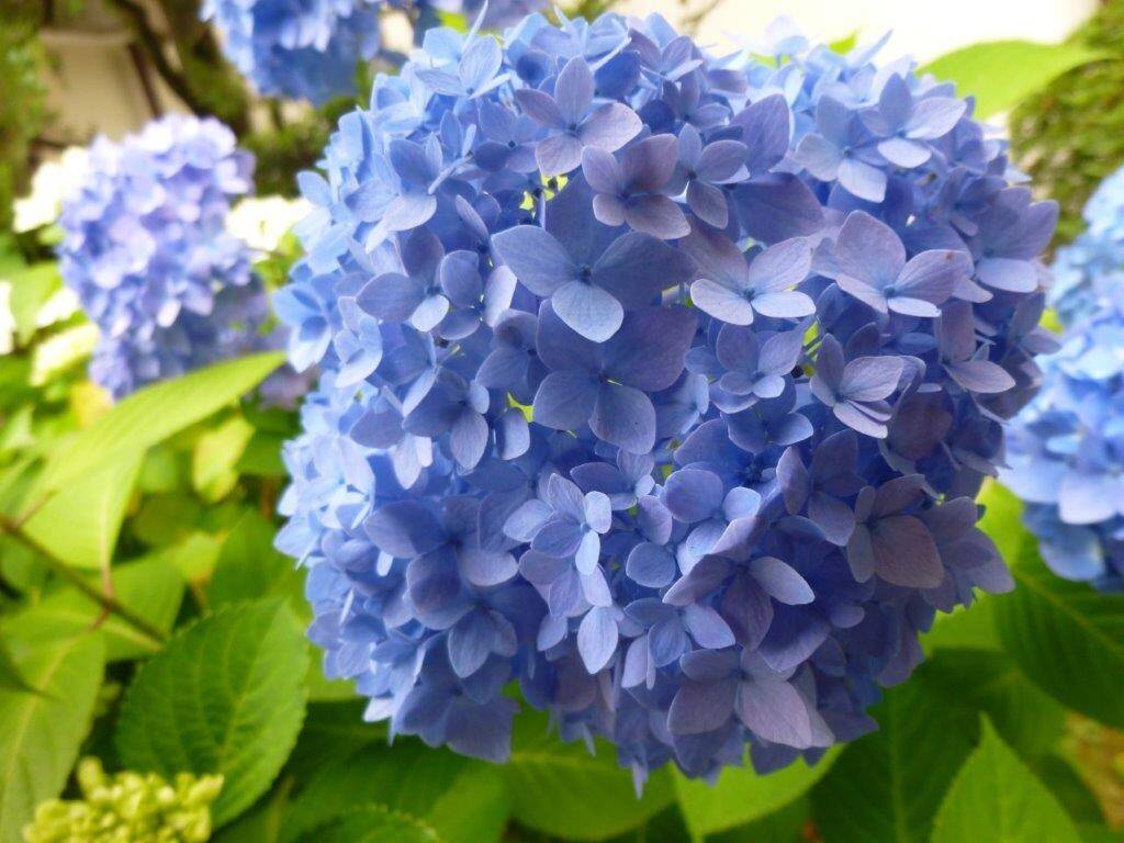 中庭のお花の写真
