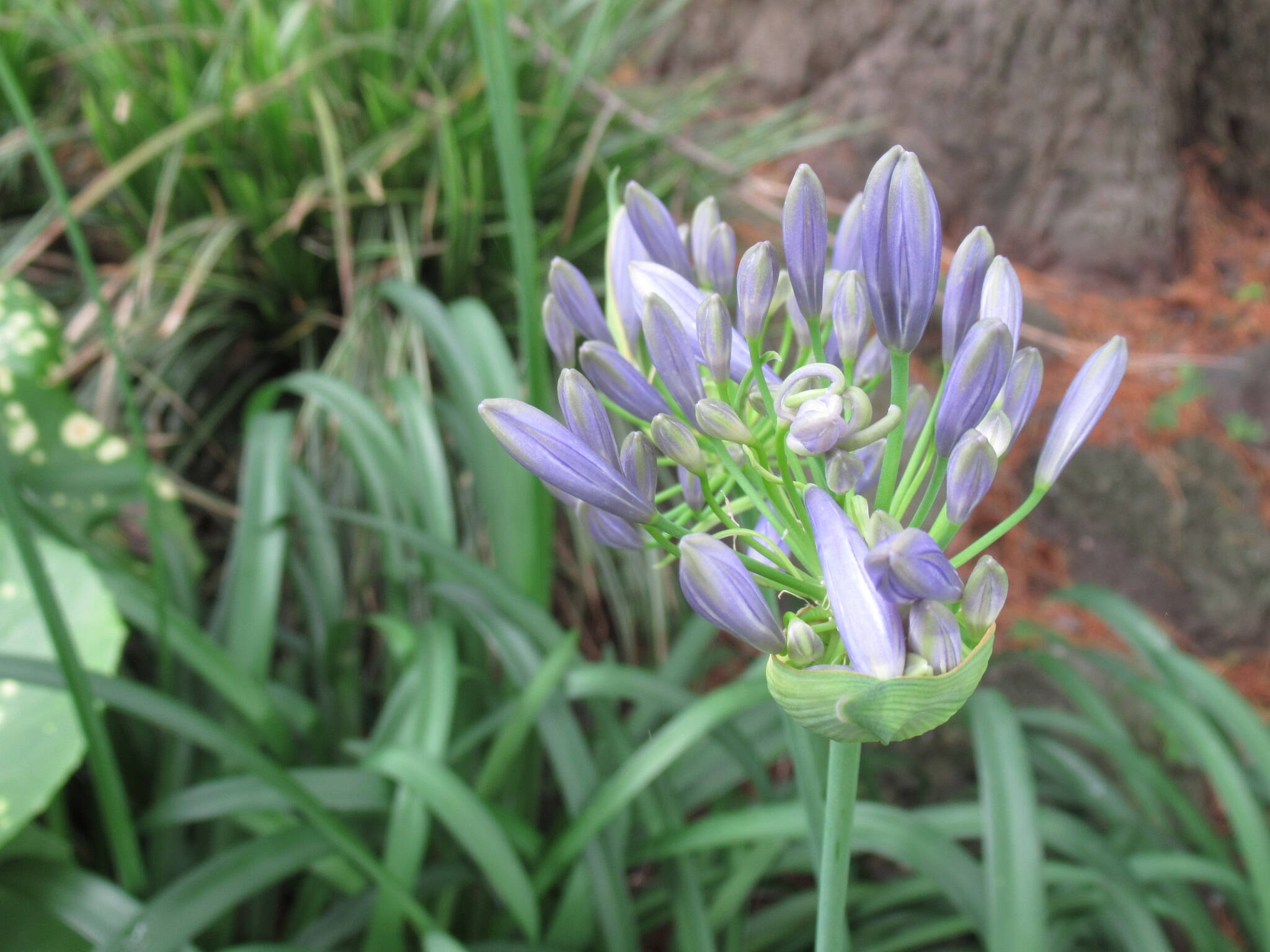 ベーリック・ホール 庭園のお花の写真