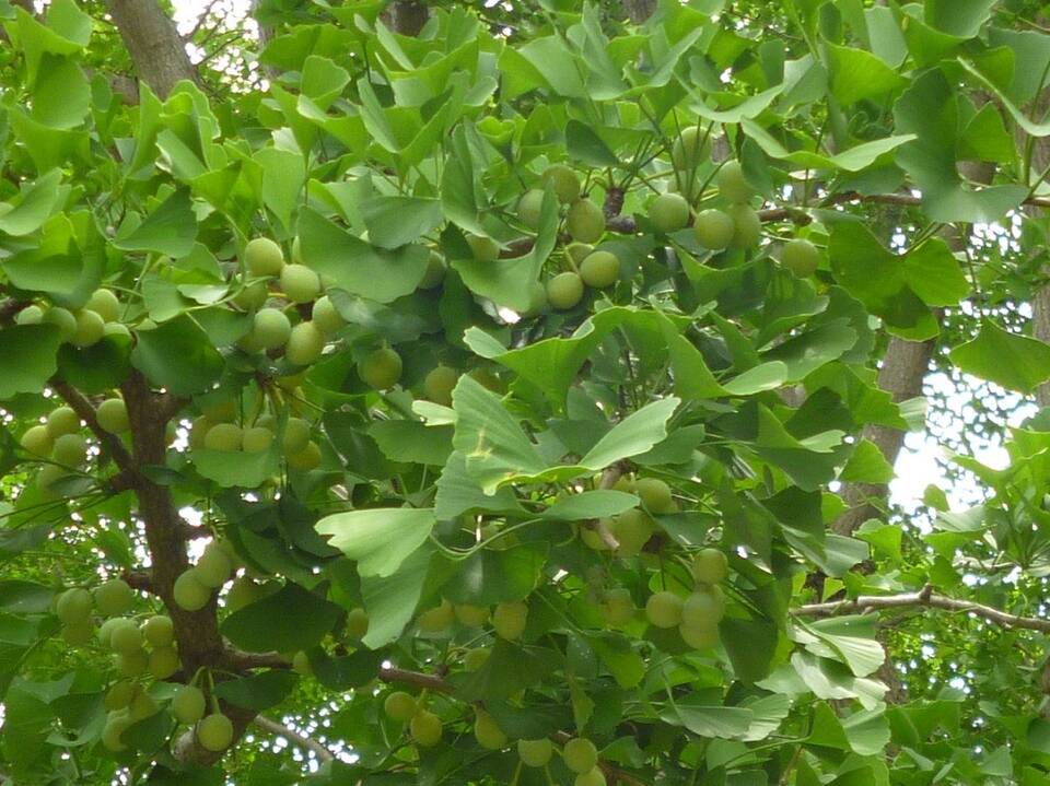ブラフ18番館 イチョウの青い実と若芽の写真