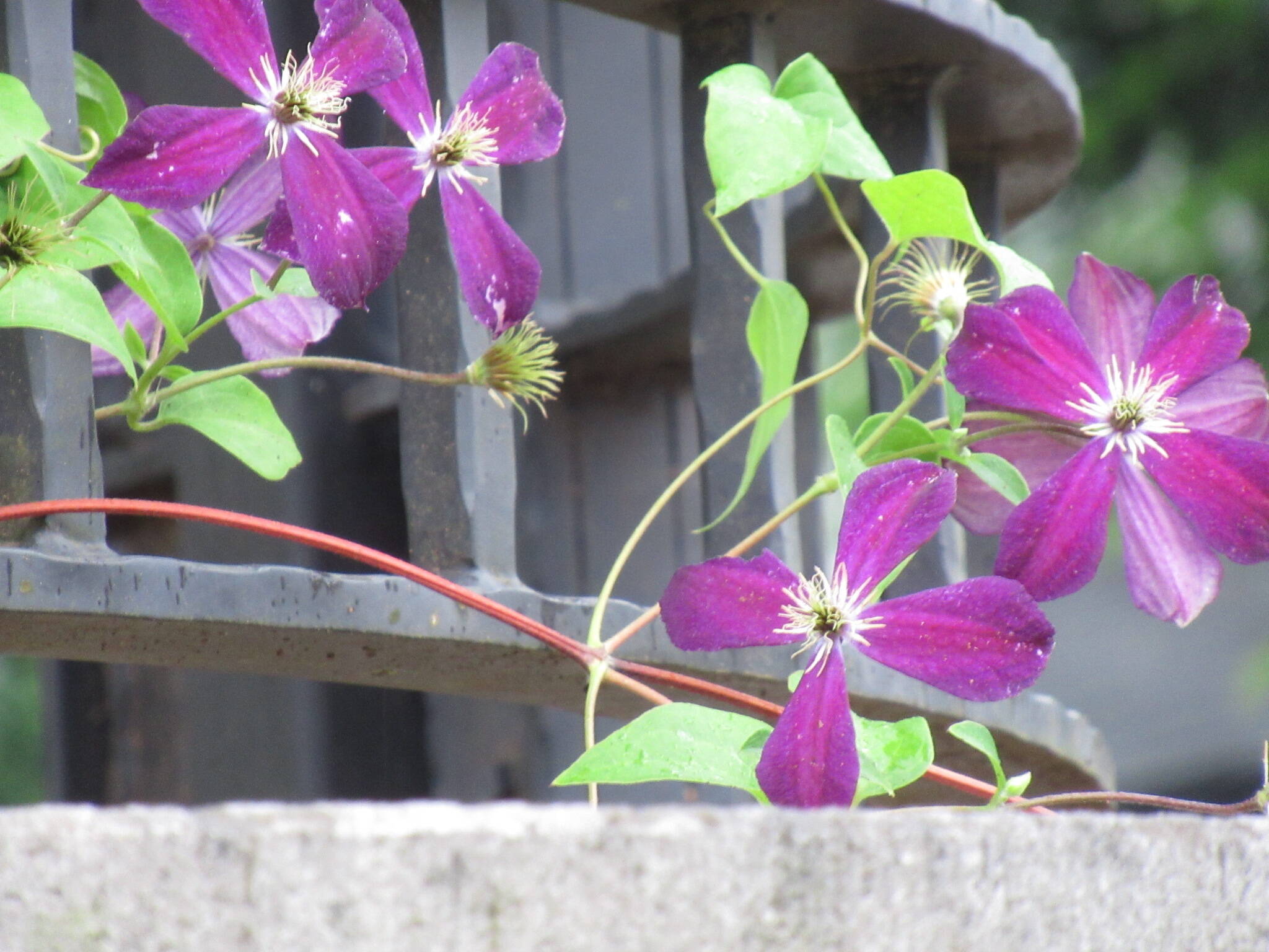ベーリック・ホール 庭園のお花の写真