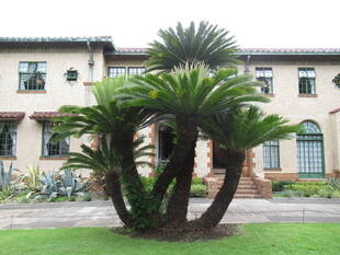 ベーリック・ホール　庭園のソテツ