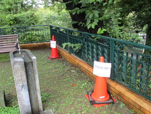 元町公園の蜂の巣