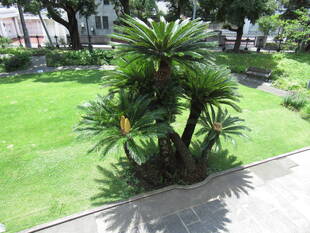 ベーリック・ホール　庭園のソテツ