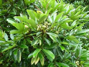 イギリス館のお庭から