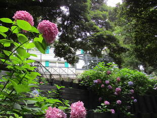 エリスマン邸　アジサイが咲いています