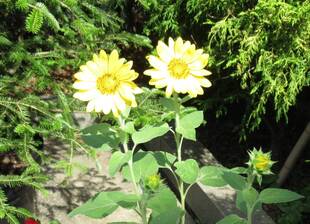  ベーリック・ホール　庭園のお花