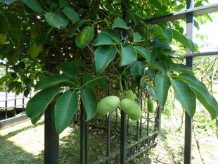 イギリス館の中庭から