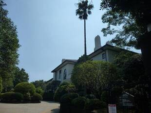 横浜市イギリス館玄関わきのヒバ