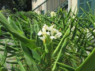 山手234番館　夏のお花