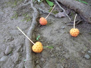 ブラフ18番館　８月の庭