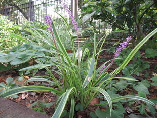 ベーリック・ホール　庭園のお花