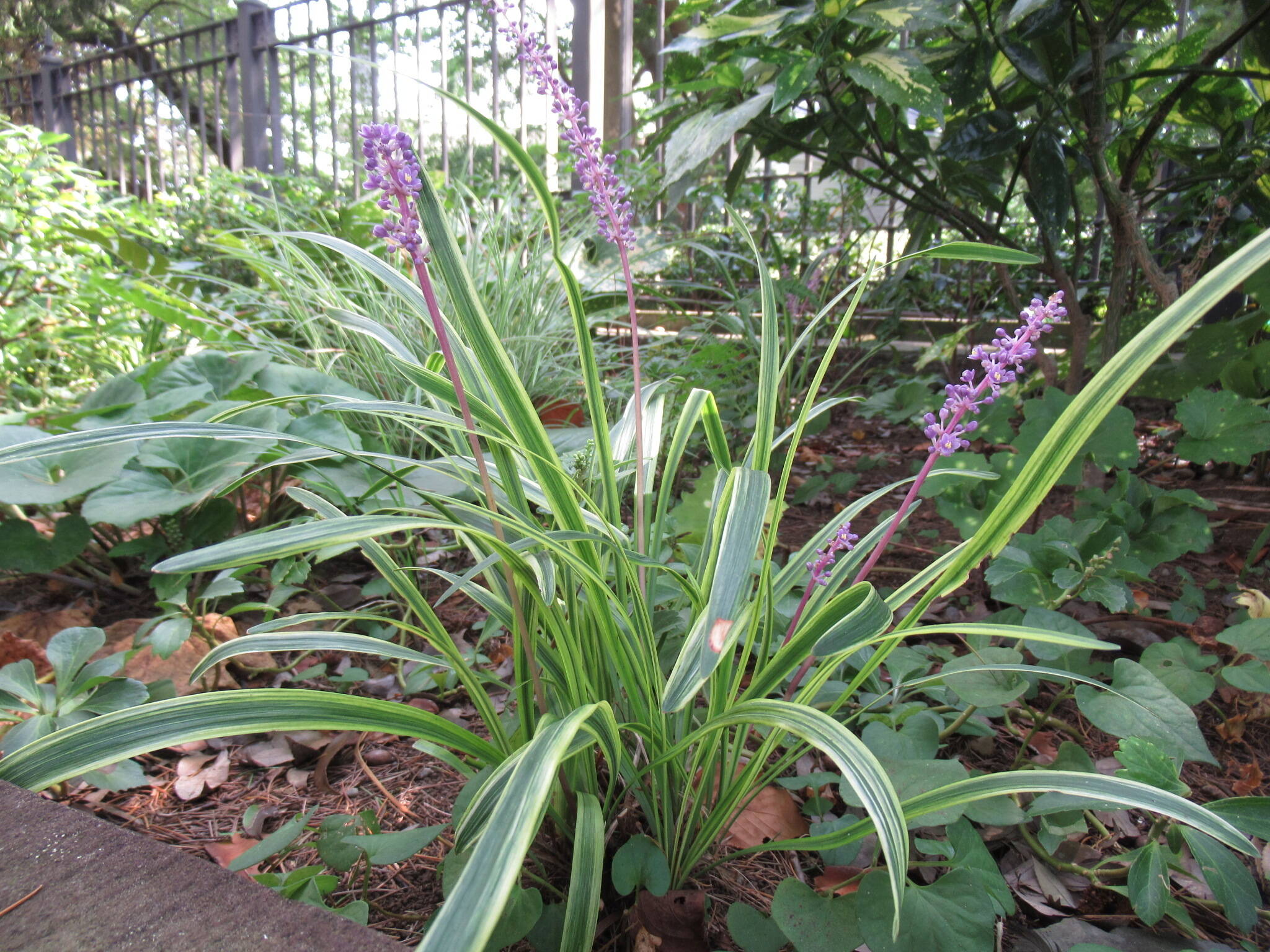 ベーリック・ホール 庭園のお花の写真